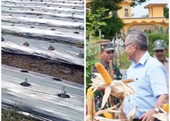 Pj Bupati Azmi Panen Perdana Jagung Program Germas Di Gunung Meriah Dan Pantauan Tanaman Cabe