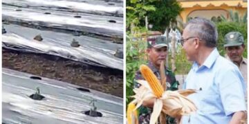Pj Bupati Azmi Panen Perdana Jagung Program Germas Di Gunung Meriah Dan Pantauan Tanaman Cabe