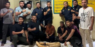 Kedapatan Bawa Gading Gajah, Dua Warga Pidie Ditangkap Polda Aceh