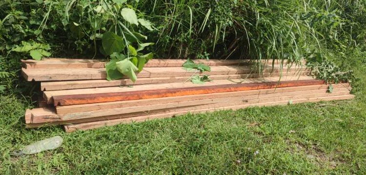 Kayu Siluman Tak Bertuan Bergentayangan Lagi Di Perdalaman Karang Ampar Ketol