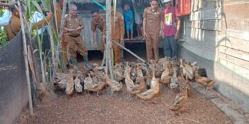 Pj Bupati Aceh Singkil Azmi Tinjau Peternakan Itik Di Desa Teluk Rumbia