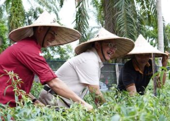 Galakkan Program Germas, Pj Bupati Azmi Hadiri Panen Perdana Cabai Serta Meninjau Lahan Di Desa Sianjo- Anjo