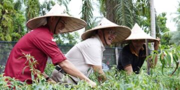 Galakkan Program Germas, Pj Bupati Azmi Hadiri Panen Perdana Cabai Serta Meninjau Lahan Di Desa Sianjo- Anjo