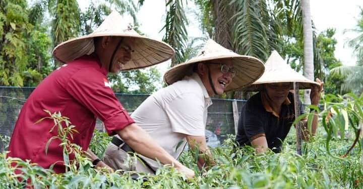 Galakkan Program Germas, Pj Bupati Azmi Hadiri Panen Perdana Cabai Serta Meninjau Lahan Di Desa Sianjo- Anjo