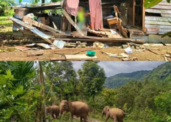 Penyebab Gajah Liar Masuk Ke Permukiman