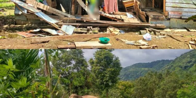 Penyebab Gajah Liar Masuk Ke Permukiman