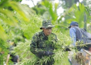 BNNK Lhokseumawe/Aceh Utara Cabut Tanaman Ganja Ganti Dengan Tanaman Jagung