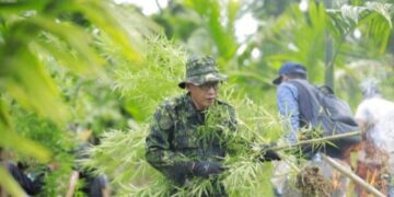 BNNK Lhokseumawe/Aceh Utara Cabut Tanaman Ganja Ganti Dengan Tanaman Jagung