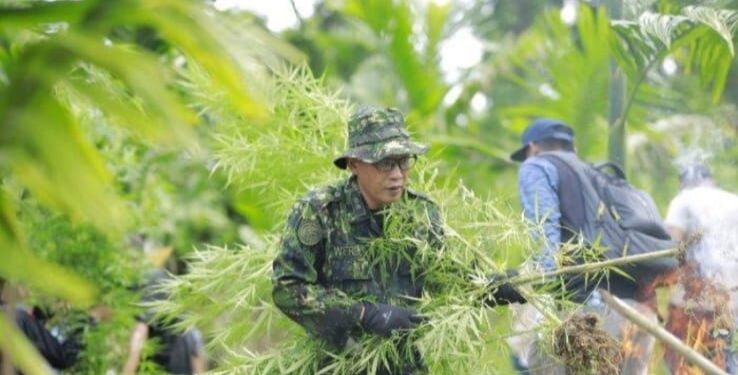 BNNK Lhokseumawe/Aceh Utara Cabut Tanaman Ganja Ganti Dengan Tanaman Jagung