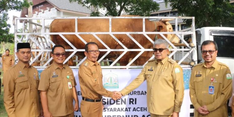 Bupati Pidie Jaya Menerima Sapi Qurban Presiden RI Joko Widodo