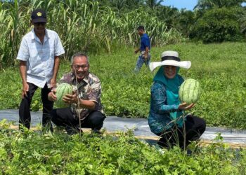 Pj Bupati Aceh Singkil Azmi Panen Perdana Semangka Di Kecamatan Gunung Meriah