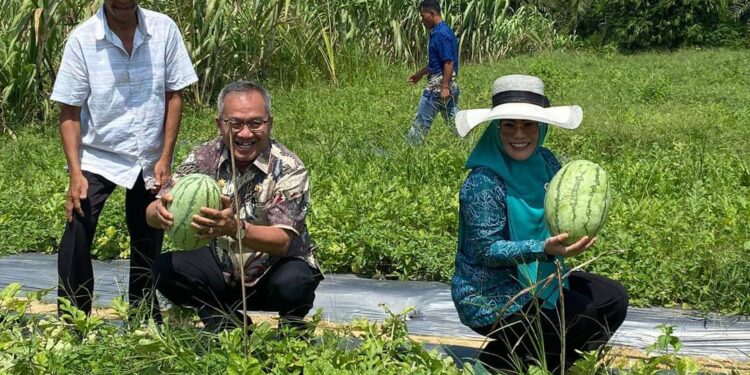 Pj Bupati Aceh Singkil Azmi Panen Perdana Semangka Di Kecamatan Gunung Meriah