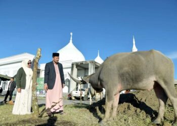 Pj Bupati Haili Yoga Saksikan Penyembelihan 31 Hewan Qurban Di Halaman Masjid Babussalam