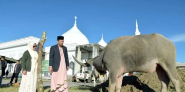 Pj Bupati Haili Yoga Saksikan Penyembelihan 31 Hewan Qurban Di Halaman Masjid Babussalam