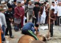 Usai Shalat Ied, Kapolres Aceh Tengah  Saksikan Penyembelihan Hewan Qurban 