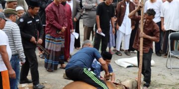Usai Shalat Ied, Kapolres Aceh Tengah  Saksikan Penyembelihan Hewan Qurban 