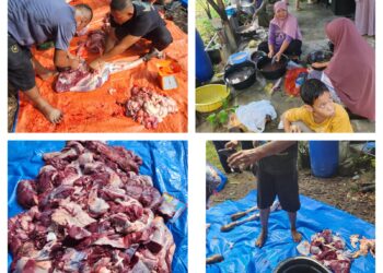 Musara Gayo (Musga) Langsa Qurban 4 Ekor Sapi