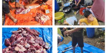 Musara Gayo (Musga) Langsa Qurban 4 Ekor Sapi