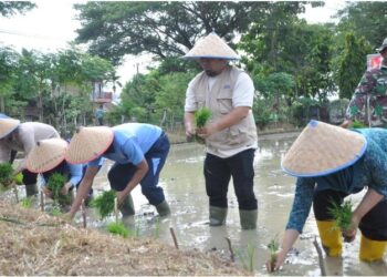 Pj Bupati Aceh Besar Tanam Padi Bersama Danlanud SIM Di Blang Bintang