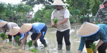 Pj Bupati Aceh Besar Tanam Padi Bersama Danlanud SIM Di Blang Bintang