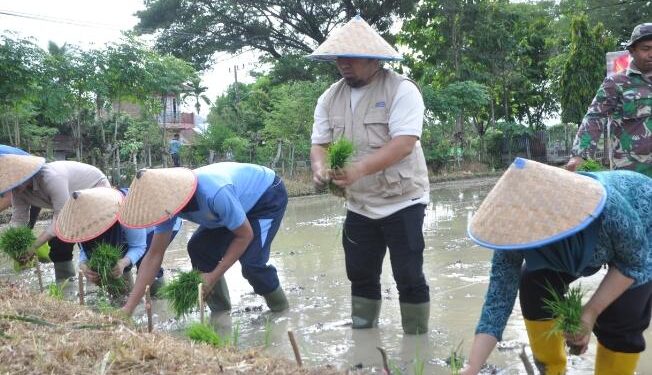Pj Bupati Aceh Besar Tanam Padi Bersama Danlanud SIM Di Blang Bintang