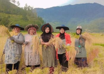 Hasil Panen Petani Sawah Kecamatan Bintang Meningkat 