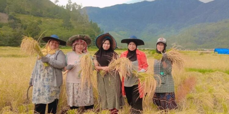 Hasil Panen Petani Sawah Kecamatan Bintang Meningkat 