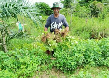 Hermanto Purnawirawan TNI Berhasil Panen Kacang Kelola Lahan Tidur Di Perumahan BRR Singkil 
