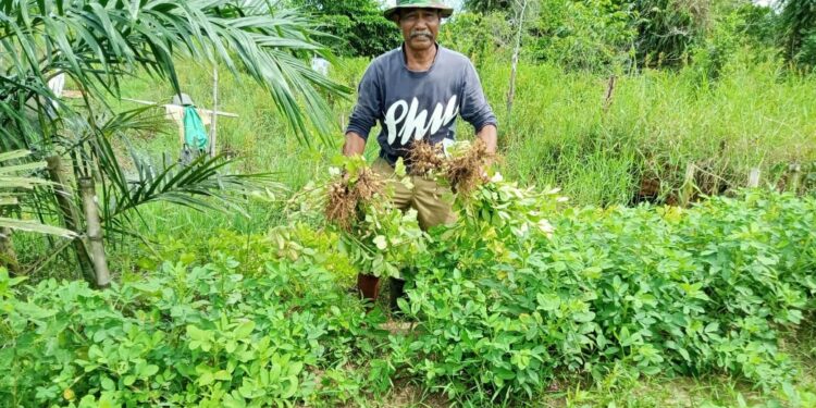 Hermanto Purnawirawan TNI Berhasil Panen Kacang Kelola Lahan Tidur Di Perumahan BRR Singkil 