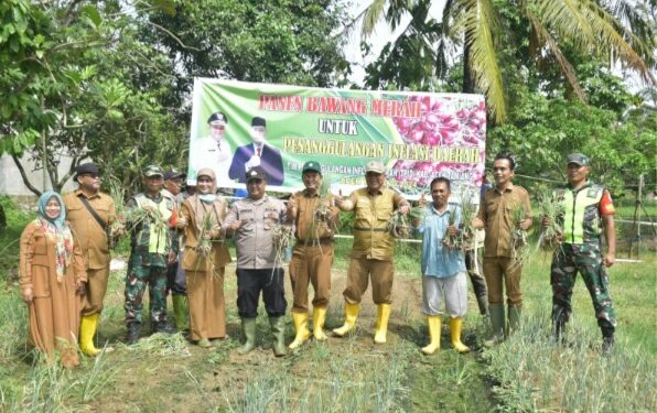 PANEN PERDANA BAWANG MERAH, PJ. BUPATI ASRA: INI INTERVENSI PEMKAB UNTUK KENDALIKAN INFLASI DAERAH