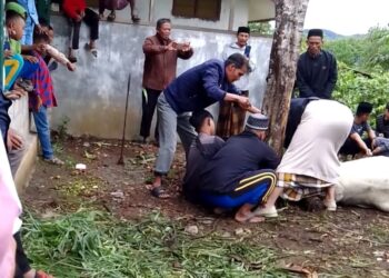 Kampung Merah Pupuk Sembelih Hewan Qurban 4 Ekor Sapi/ Kerbau Dan 4 Ekor Kambing