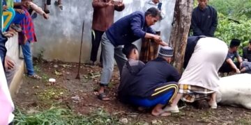Kampung Merah Pupuk Sembelih Hewan Qurban 4 Ekor Sapi/ Kerbau Dan 4 Ekor Kambing