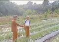 Raup Keuntungan, Masyarakat Jabi Jabi Barat Sultan Daulat Berhasil Budidayakan Bawang Merah