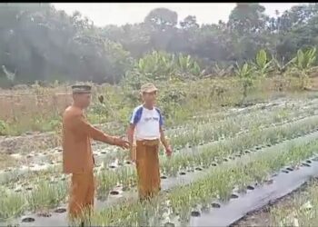 Raup Keuntungan, Masyarakat Jabi Jabi Barat Sultan Daulat Berhasil Budidayakan Bawang Merah