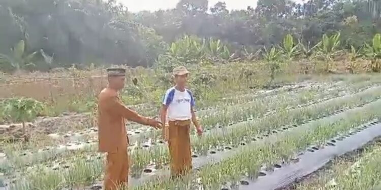 Raup Keuntungan, Masyarakat Jabi Jabi Barat Sultan Daulat Berhasil Budidayakan Bawang Merah