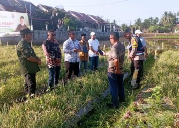 Pj Bupati Bireuen Aulia Sofyan Panen Bawang Merah di Lhok Awe Teungoh Menggunakan Dana Desa