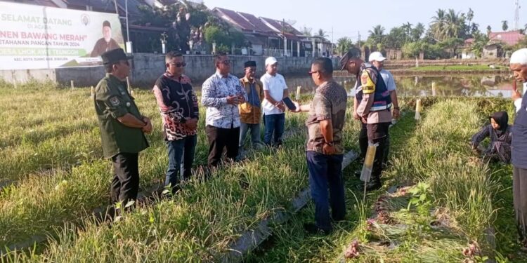 Pj Bupati Bireuen Aulia Sofyan Panen Bawang Merah di Lhok Awe Teungoh Menggunakan Dana Desa
