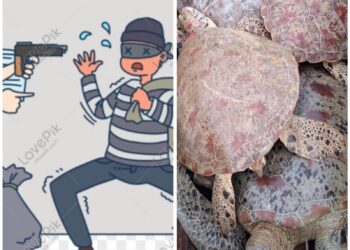 Polisi Tangkap Dua Pelaku Pencurian Penyu Di Kepulauan Banyak