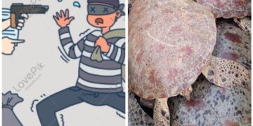 Polisi Tangkap Dua Pelaku Pencurian Penyu Di Kepulauan Banyak