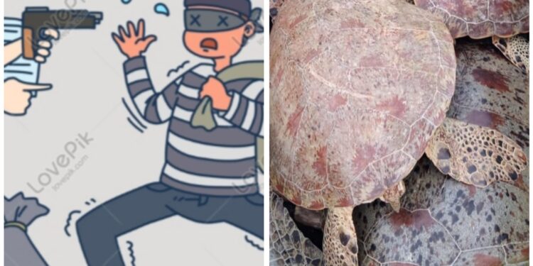 Polisi Tangkap Dua Pelaku Pencurian Penyu Di Kepulauan Banyak