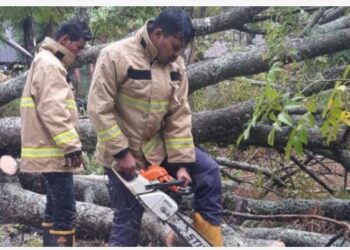 Hujan Deras Dan Angin Kencang Melanda Aceh Besar Mengakibatkan Pohon Tumbang