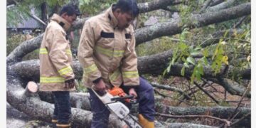 Hujan Deras Dan Angin Kencang Melanda Aceh Besar Mengakibatkan Pohon Tumbang