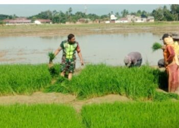 Koptu Ali Imran Babinsa Seuneubok Antara Terjun Langsung Bantu Petani Di Sawah