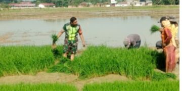 Koptu Ali Imran Babinsa Seuneubok Antara Terjun Langsung Bantu Petani Di Sawah