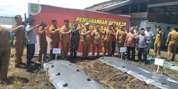Pj. Walikota Azhari Kunjungi Perkebunan Jeruk Dan Menaman Cabe Secara Simbolis Bersama Kelompok Tani