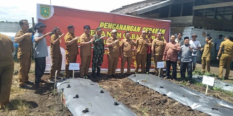Pj. Walikota Azhari Kunjungi Perkebunan Jeruk Dan Menaman Cabe Secara Simbolis Bersama Kelompok Tani
