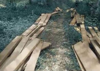 Lagi Lagi, Ratusan Keping Kayu Siluman Terkapar Dipinggir Jalan, Diduga Pemiliknya Para Siluman