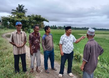Hama Ulat Serang Ratusan Hektar Padi Desa Lueng Sa, Petani Mulai Panik Dan Cemas Gagal Panen