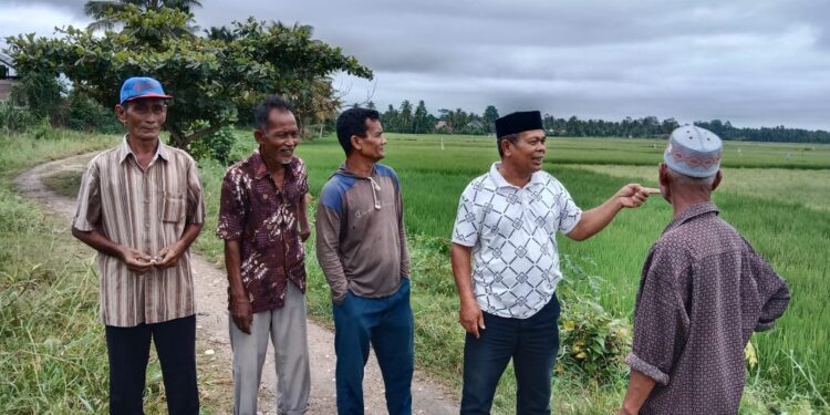 Hama Ulat Serang Ratusan Hektar Padi Desa Lueng Sa, Petani Mulai Panik Dan Cemas Gagal Panen