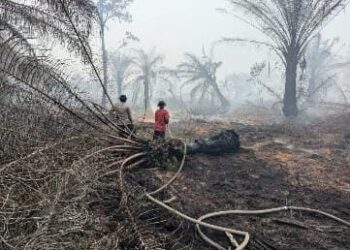 Posko Terpadu 05 Banyu Urip Tanjung Lago Melakukan Pemadaman Karhutla Di Talang Kelapa